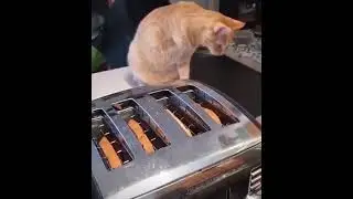 Cat Toaster 😂