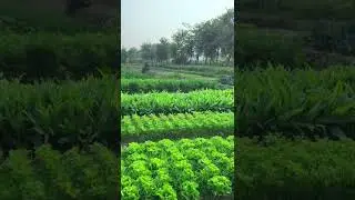 Lush, Healthy Leafy Greens in the Field