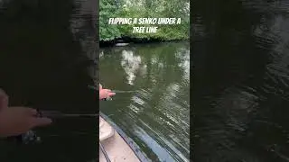 Flipping Lure Under Tree #fishing #10poundbass #fish #howtocatchbass #bassfishing #carp #carpfishing