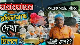 সত্যিই কি মায়ানমারের রঙিনমাছ কমদামের মধ্যেই পাওয়া যাচ্ছে😱serampore pet market।aquarium fish price 