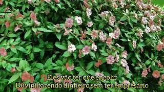 Duvini 