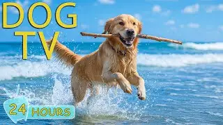 DOG TV: Video Fun to Keep Dogs Entertain All Day When Home Alone - Best Anti-Anxiety Music for Dogs