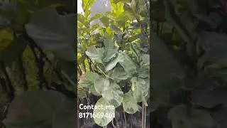 Timber plants all plants available contact me 8171669461#indoor #outdoor #plants #nature #like