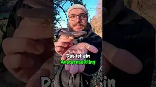 Ein seltener Fund am Holunder