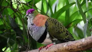 Rose-crowned fruit dove - bird call