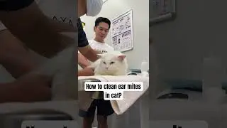How to clean ear mites in cat?