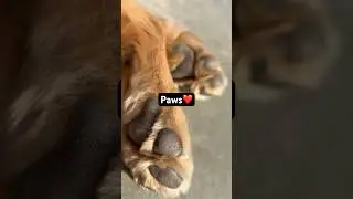 #paws #shortsviral #shortsfeed #cutedog #cutedogreels #yt #viralmyshortsvideo #doglover #shortsfeed