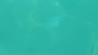 Jellyfish Eating Fish
