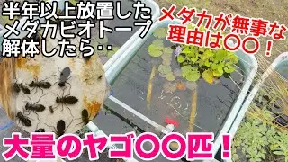 大量のヤゴ全て育てます！半年以上放置したメダカビオトープを解体した結果、大量のヤゴ○○匹！メダカは無事！？メダカ睡蓮ビオトープ