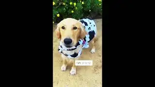 Funny dogs and bird 😂😎 #YouTube #Funny #Films #Crying #viral #Animals