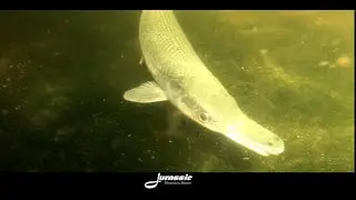 Life under the surface.