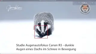 Augen AF Demo  Canon EOS R3 - Dachs im Schnee