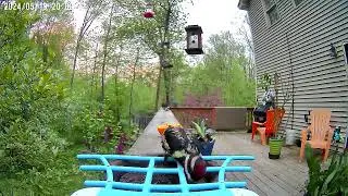 Yellow Bellied Sapsucker, May 19, 2024