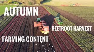 Autumn farming content - beetroot harvest on a Lancashire farm captured by drone