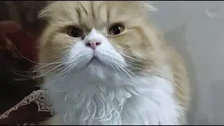 Cute cats, funny cat, funny animals, amazing cat, cat, kittens playing, cat lover, Lily cat