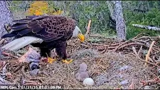 Beau feeds NE31 for the first time!