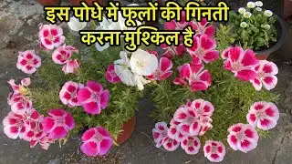 ये पोधे में फ़ूल इतने आते है के गिनती नही होगी || Godetia Plant Care || Winter Flowering Plants 2023