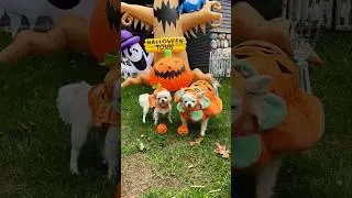 Dog Pumpkin Patch Charlie Brown (Cute Comedy Skit) | The Furry Kiddos