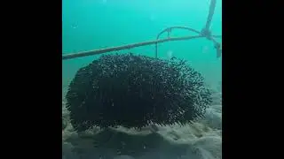 Striped Eel Catfish Swarm