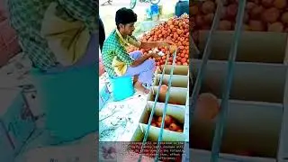 Fast orange size filtering || Smart sorting technology