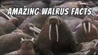 Amazing Walrus Facts, The Arctic&rsquo;s Mustached Giants! #walrus #wildlifeeducation #wildlife