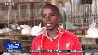 Ugandan farmers cash in on rabbit farming