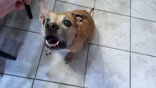 Can Moochie reach the spaghetti noodle?