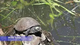 World Turtle Day with NPCA & Niagara 2022 Canada Summer Games