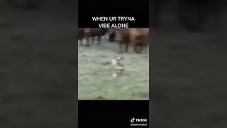 Pin by Yuuko on Memes 🤣🤣 Funny Animal Vedio | TikTok Mojo