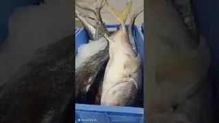 #export fish#market #in..?