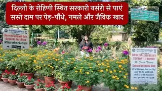 Visit to DDA Government Nursery/Government Nursery tour #youtube #delhi #nursery