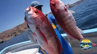FSC-IS | Inshore Composite Series Introduction - Calico Bass, Sand Bass, Bay Bass, Sculpin, Rockfish