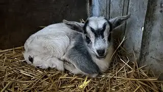 Christmas Day Baby on the Farm | Last Baby of 2025 at Magee Farms