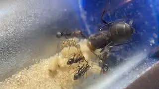 Young Myrmecocystus placodops colony eating first meal