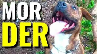 Dogue Brasileiro - MORDER