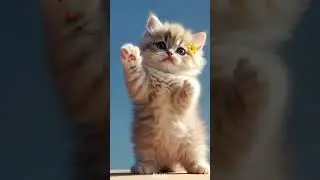 Kitten meowing 😻 | Cat sound | Cat video | Cat | Cat voice | Persian cat sound | Persian cat | Cats