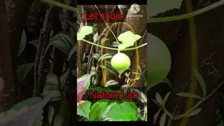 Identify this fruit #Nature Lab#HelpStudy#shorts #ytshorts#shortsfeed