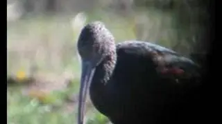Plegadis chihi / White-faced Ibis_D.Ascanio