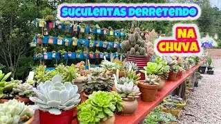 SUCULENTAS DERRETENDO PELO EXCESSO DE CHUVA, SAIBA O QUE FAZER?