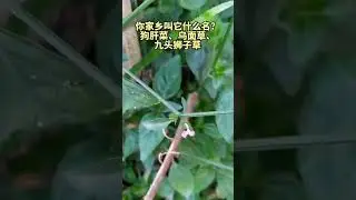 #植物：猪肝菜，别名狗肝菜、九头狮子草、乌面草 1679245159 5855305