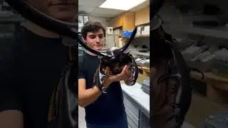 Big insect in Australia!