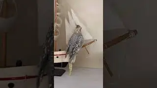 Cockatiel on bike and ship #funny birds #good life vibe # love cockatiels
