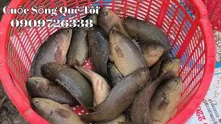 Thu Hoạch Ao Cá Rô Đầu Nhím Ngày 7 Tháng 10 ( DL ) 2024 || 3 Tháng 20 Ngày 3/4 Con/kg