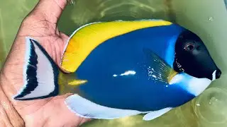 Another 8” Powder Blue Tang (Sri Lanka)