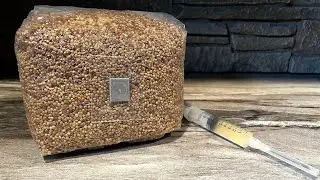 Grain Bag Inoculation with Reishi Mushroom Spore Syringe.