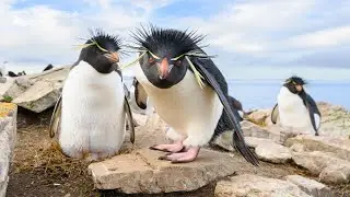 Southern Rockhopper Penguin paradise. Falkland Islands