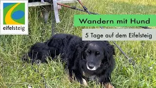 Wandern mit Hund - 5 Tage mit Timmy auf dem Eifelsteig (Sommer 2021)