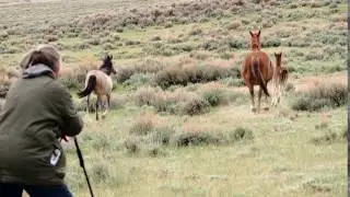 PZP Darting in Sand Wash Basin - June 2017