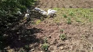 Гуси помогают в огороде.