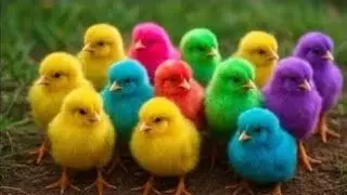 Ayam Lucu, ayam warna warni, ayam rainbow, kelinci lucu, bebek lucu, ikan koi, Hewan Lucu
